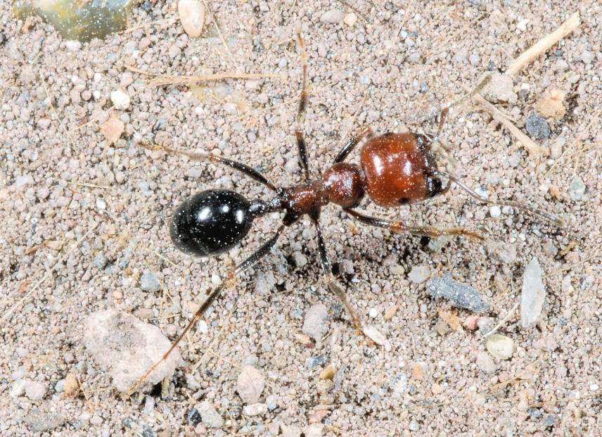 Insetto rosso nero e sollevamento pesi